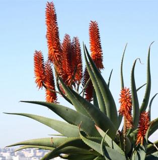 Aloé Véra Angers plante aloe vera